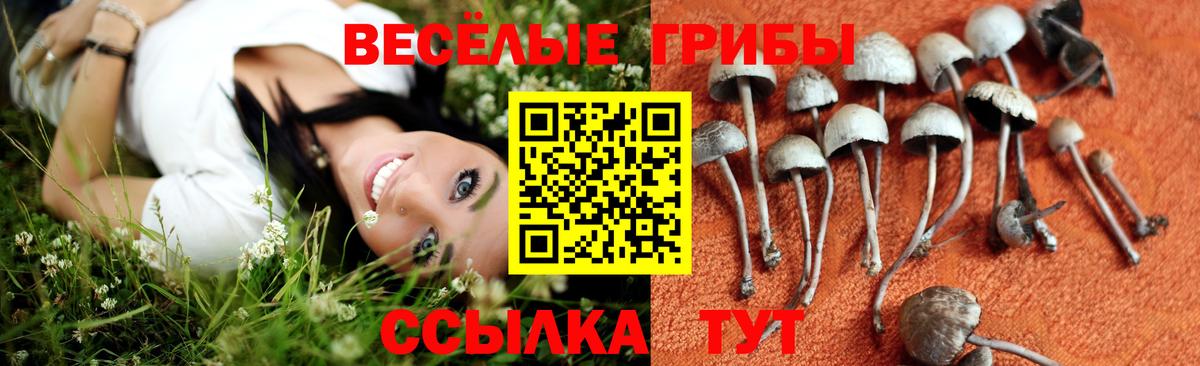 Курчалой  Галлюциногенные грибы Psilocybine cubensis  Вход с VPN  Псилоцибиновые грибы Cubensis 
